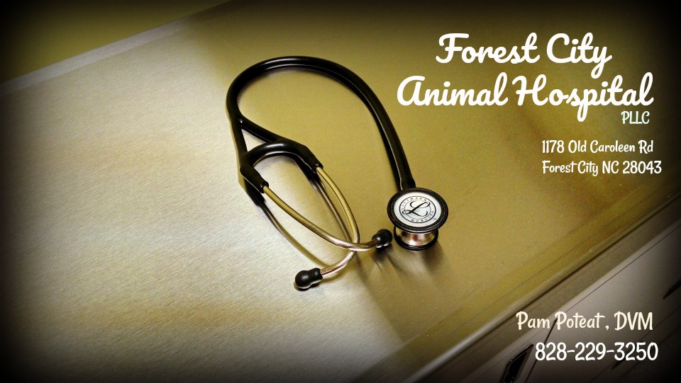 forest city animal hospital  image 